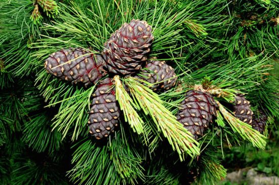 Siberian Cedar